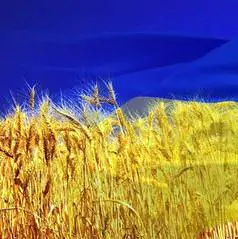Волонтерська діяльність в Україні